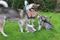 Puppies