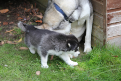 8 Puppies