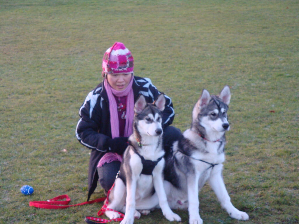 Pu_Tawon_Jantra Alaskan Malamute Pet
